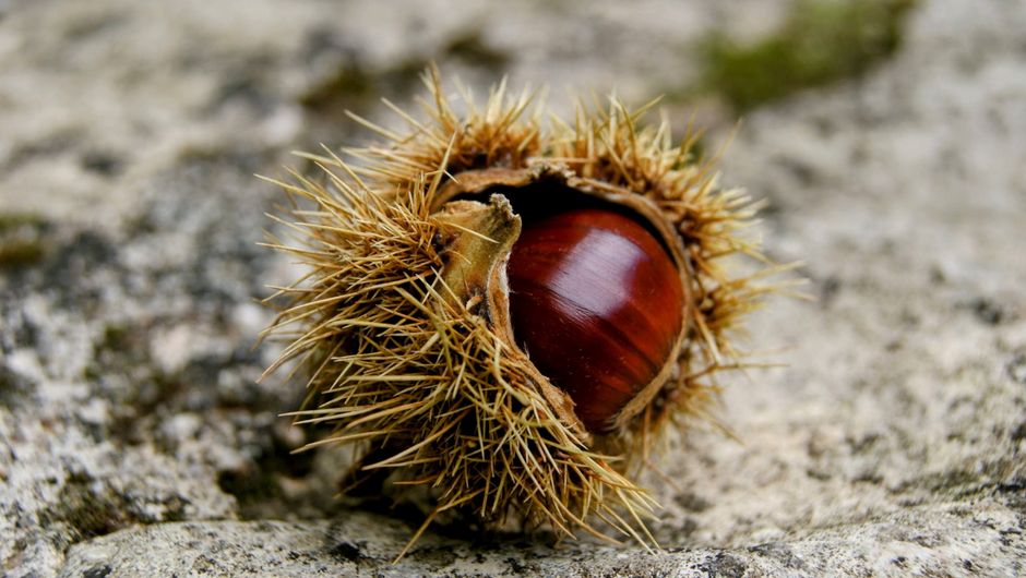 Detailed macro shot of chestnut half-open in its spiky shell on a rocky surface.