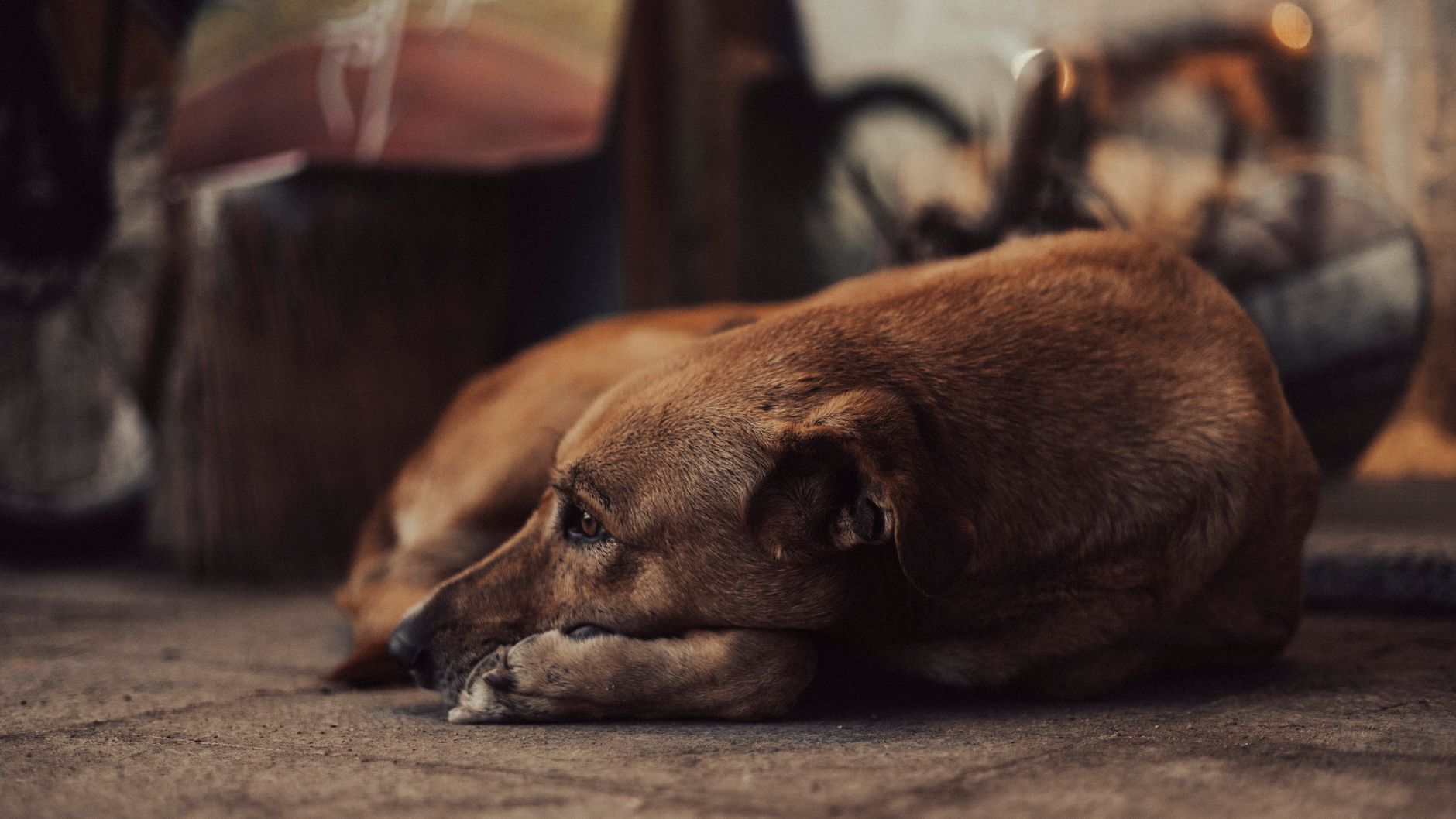 A serene moment of a stray dog lounging outdoors in Dahab, capturing urban life.