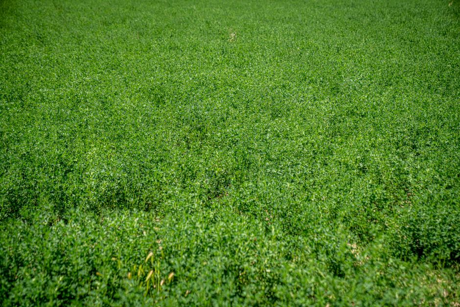 Vast lush green field during summer, displaying vibrant plant growth and natural beauty.