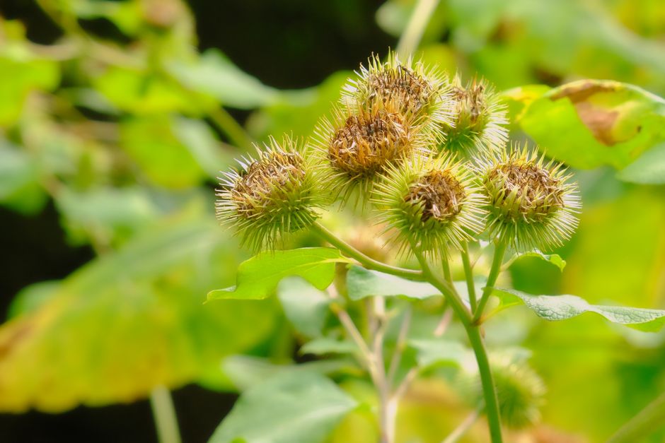 Vibrant close-up of thorny thistle flowers in a lush green setting, highlighting nature's textures.
