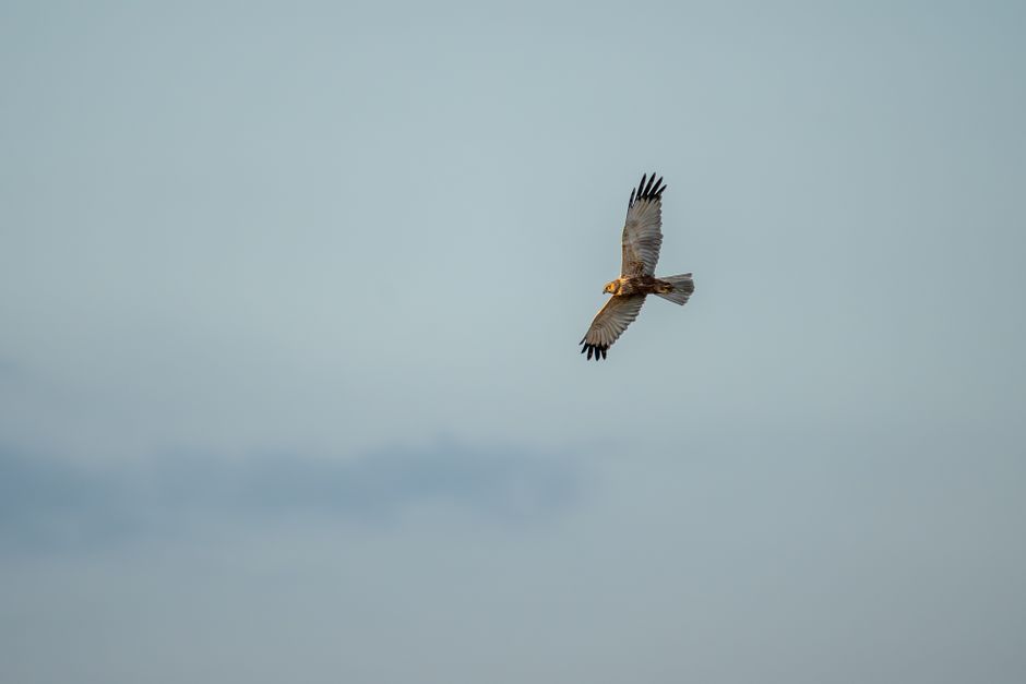 A hawk soaring gracefully in the clear sky, showcasing its wingspan and elegance.