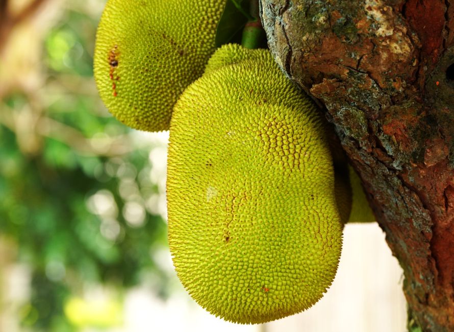 Vibrant green jackfruit growing on a tree in a natural setting.