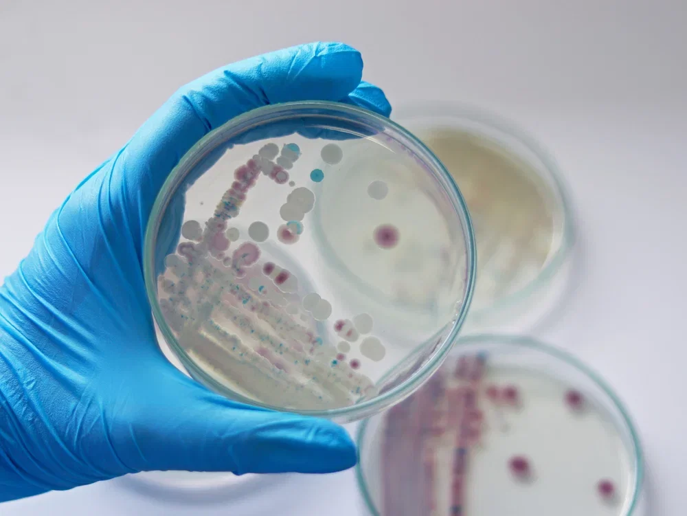 Vibrio vulnificus: infecção grave de águas costeiras quentes